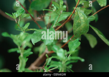 henna (Lawsonia inermis), twigs Stock Photo