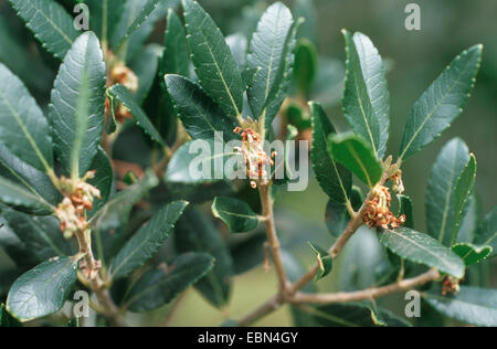 False olive, Broad-Leaved Phillyrea (Phillyrea latifolia), twigs with buds Stock Photo