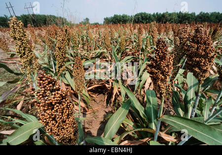 broomcorn (Sorghum bicolor), field with mature fruits Stock Photo