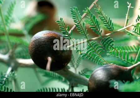 Whistling Thorn (Acacia drepanolobium), swollen thorns for ants Stock Photo