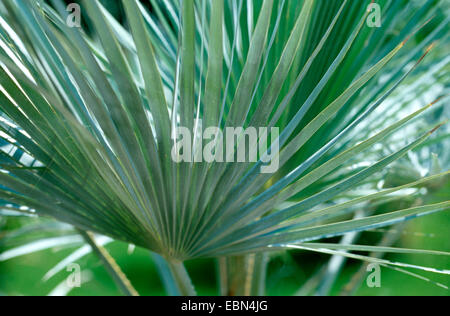 Blue fan palm, Blue Palm, Mexican Blue Palm (Brahea armata), leaves Stock Photo