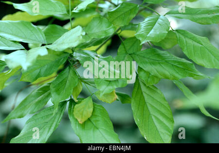 Indian Beech Tree, Honge Tree, Pongam Tree, Panigrahi (Pongamia pinnata, Pongamia glabra, Millettia pinnata, Derris indica), leaves