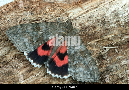 red underwing (Catocala nupta), on dead wood Stock Photo