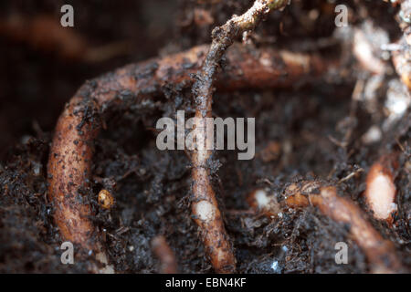 geranium (Pelargonium sidoides, Pelargonium reniforme), roots Stock Photo