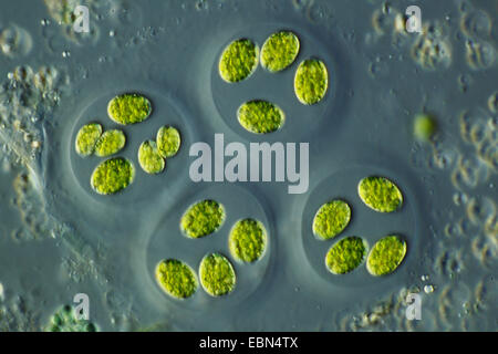 green alga in differential interference contrast Stock Photo