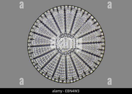 fossile diatom from Oamaru Stock Photo