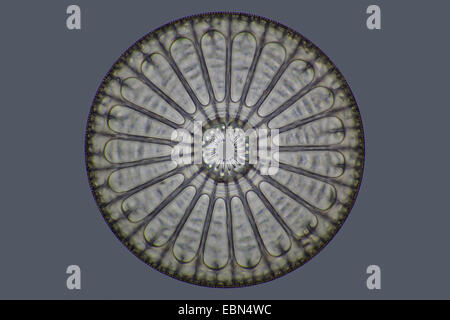 fossile diatom from Oamaru Stock Photo