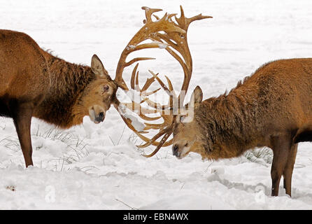 red deer (Cervus elaphus), two stags fighting against each other, Germany Stock Photo