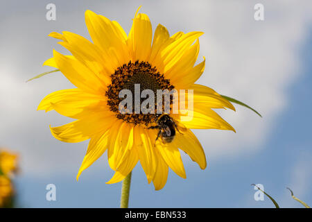 common sunflower (Helianthus annuus), flower with bumble bee, Germany Stock Photo