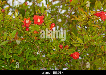 pomegranate, anar (Punica granatum), blooming branch Stock Photo