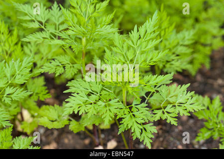 Fool's parsley, Fool's cicely, Poison parsley (Aethusa cynapium, Aethusa cynapium subsp. cynapium), leaves, Germany Stock Photo
