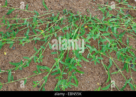 Common Knotgrass, Birdweed, Pigweed, Lowgrass (Polygonum aviculare, Polygonum aviculare agg.), on sand, Germany Stock Photo