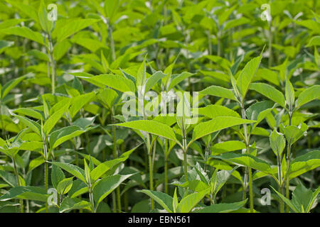 Jerusalem artichoke, Jerusalem artichoke, Sunroot, Sunchoke, Earth apple, Topinambour (Helianthus tuberosus), sprouts before flowering time Stock Photo