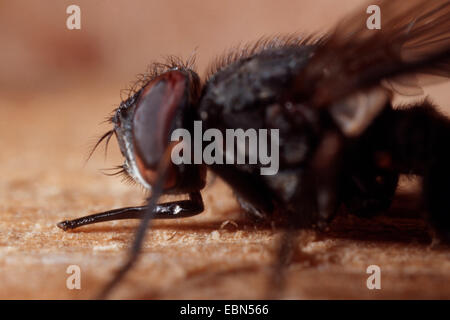 stable fly, dog fly, biting housefly (Stomoxys calcitrans), sitting on wood Stock Photo