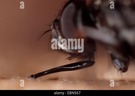 stable fly, dog fly, biting housefly (Stomoxys calcitrans), sitting on wood Stock Photo