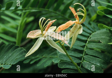 tamarind (Tamarindus indica), blooming Stock Photo