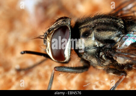 stable fly, dog fly, biting housefly (Stomoxys calcitrans), closeup Stock Photo