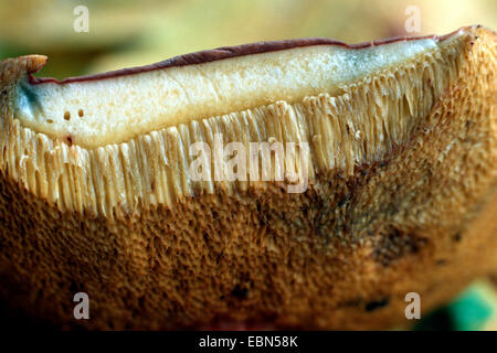 red-cracking bolete (Xerocomus chrysenteron), pores of a pore mushroom Stock Photo