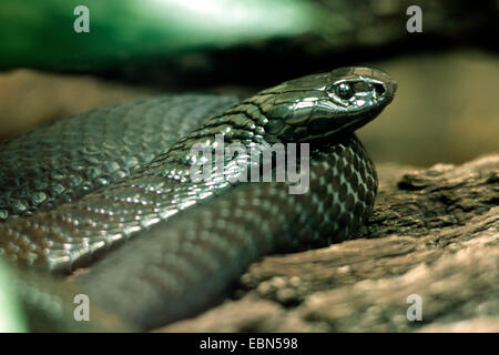 Egyptian cobra (Naja haje legionis), portrait Stock Photo