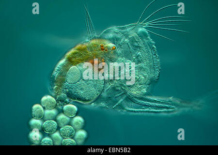 rotifers (Rotatoria), rotatorian with eggs in differential interference contrast Stock Photo