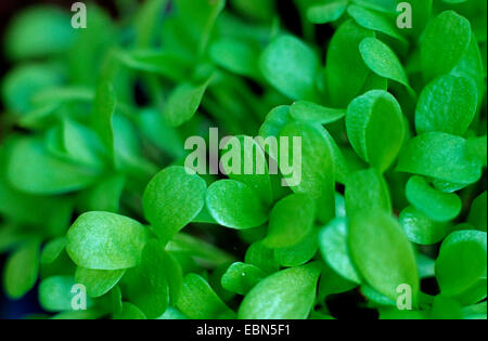 common cichory (Cichorium intybus var. sativum), seedlings Stock Photo