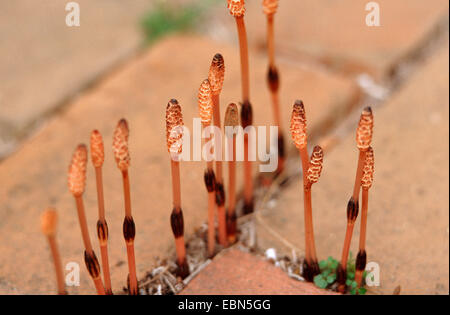 field horsetail (Equisetum arvense), sporophylls between paving stones, Germany Stock Photo