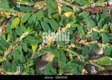 Common Knotgrass, Birdweed, Pigweed, Lowgrass (Polygonum aviculare, Polygonum aviculare agg.), blooming, Germany Stock Photo