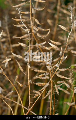 White mustard (Sinapis alba, Brassica alba), ripe fruits Stock Photo