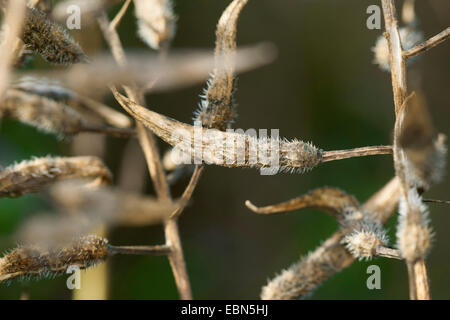 White mustard (Sinapis alba, Brassica alba), ripe fruits Stock Photo