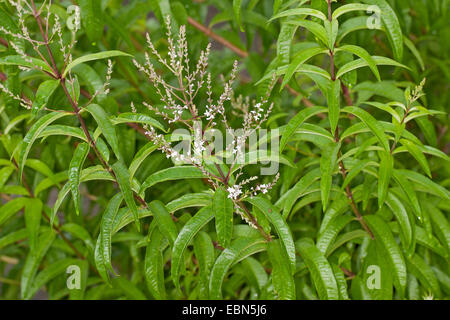 Lemon verbena, Lemon beebrush (Aloysia triphylla, Lippia citirodora, Aloysia citriodora, Aloysia citrodora), inflorescence Stock Photo