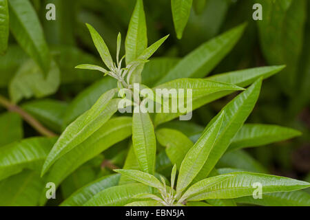 Lemon verbena, Lemon beebrush (Aloysia triphylla, Lippia citirodora, Aloysia citriodora, Aloysia citrodora), leaves Stock Photo
