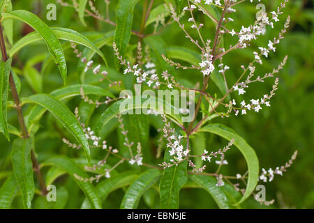 Lemon verbena, Lemon beebrush (Aloysia triphylla, Lippia citirodora, Aloysia citriodora, Aloysia citrodora), blooming Stock Photo