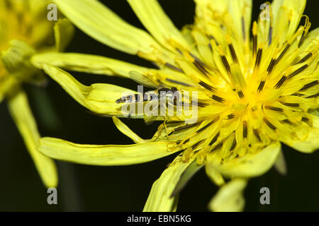 Oriental Goet's Beart, Jack-Go-To-Bed-At-Noon (Tragopogon pratensis subsp. orientalis, Tragopogon orientalis), flower with hoverfly, Switzerland Stock Photo