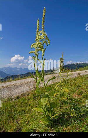 false helleborine, white hellebore (Veratrum album), blooming in the mountains, Austria, Tyrol