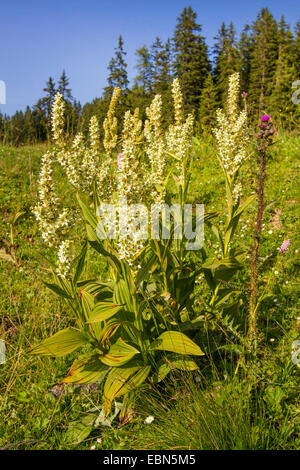false helleborine, white hellebore (Veratrum album), blooming in the mountains, Austria, Tyrol
