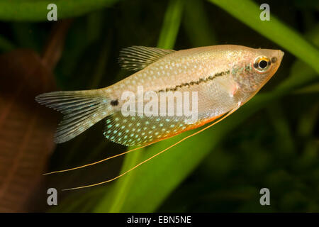 Pearl gourami (Trichogaster leeri), swimming Stock Photo