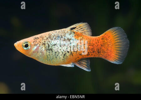 southern platyfish, Maculate Platy (Xiphophorus maculatus), breed Blue Red-tail Stock Photo