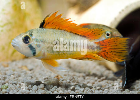 Cockatoo dwarf Cichlid (Apistogramma cacatuoides), breed Double Red Stock Photo