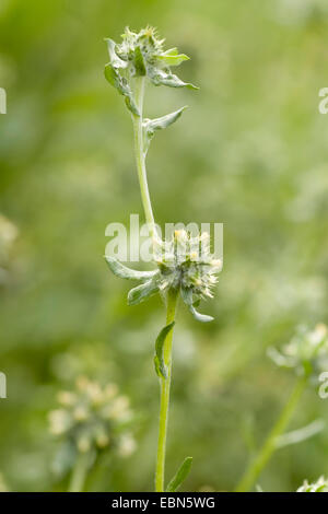 common cudweed, herba impia (Filago vulgaris), blooming, Germany Stock Photo