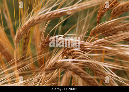 barley (Hordeum distichon var. nudum, Hordeum vulgare ssp. distichon var. nudum), spikes Stock Photo