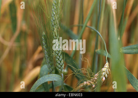 Branched Wheat (Triticum turgidum ssp. turgidum), spikes Stock Photo