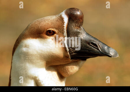 Swan Goose, Brown African Goose (Anser cygnoides), portrait of a male Stock Photo