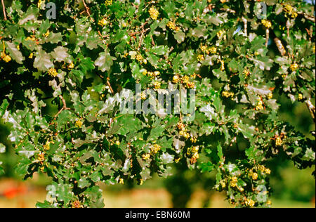 acorn cup gall wasp, knopper gall (Andricus quercuscalicis), unripe galls at an oak leaf, Quercus robur, Germany Stock Photo