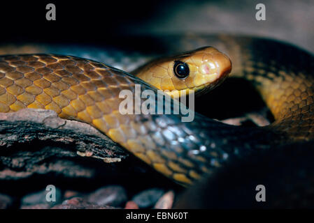 western brown snake (Pseudonaja nuchalis), venomous australian snake, Australia Stock Photo