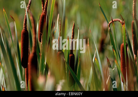 common cattail, broad-leaved cattail, broad-leaved cat's tail, great reedmace, bulrush (Typha latifolia), spadices, Germany Stock Photo