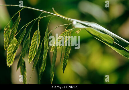 Wood-oats, Flat Oats (Chasmanthium latifolium, Uniola latifolia), inflorescence Stock Photo