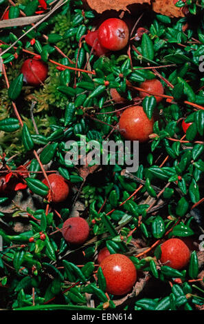 wild cranberry, bog cranberry, small cranberry, swamp cranberry (Vaccinium oxycoccos, Oxycoccus palustris), fruiting Stock Photo