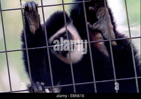 guereza, guereza colobus, eastern black-and-white colobus, mantled colobus, mantled guereza (Colobus guereza, Colobus abyssinicus), looking through lattice Stock Photo