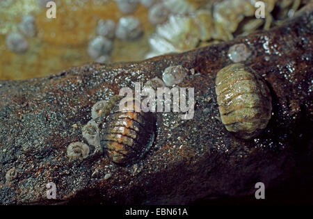 cinereous chiton (Lepidochitona cinerea), two animals on a wet rock Stock Photo