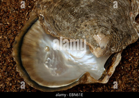 Pacific pearl-oyster, black-lipped pearl oyster, black-lip pearl oyster (Pinctada margaritifera, Pteria margaritifera, Meleangrina margaritifera), shell with pearl Stock Photo